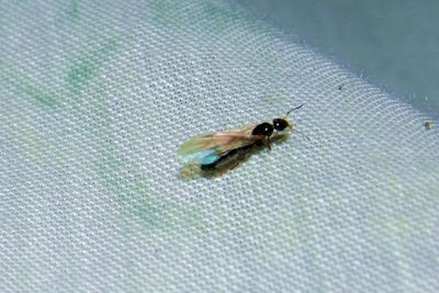 Close-up of insect flying