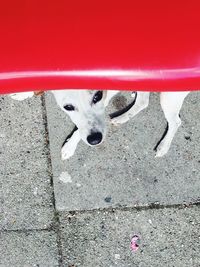 Low section of dog standing on street