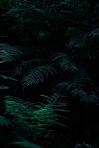 Full frame shot of palm trees