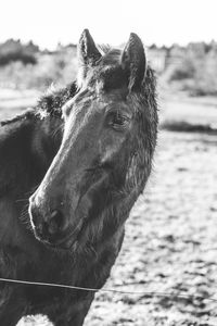 Black horse with clipped mane in the pastures of a valley