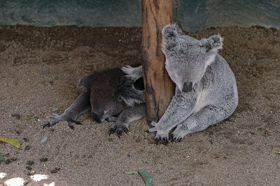 Two koalas sleeping at the foot of a post