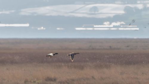 View of birds flying over land