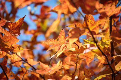 Close-up of maple leaves on tree