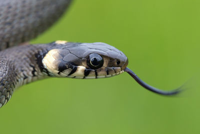 Close-up of snake