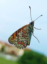 Close-up of butterfly on leaf