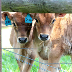 Close-up portrait of a horse