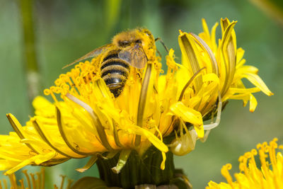 Close-up of bee on yellow sunflower