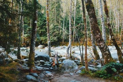 Stream flowing through forest