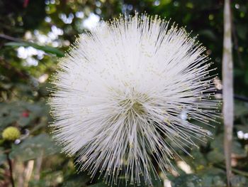 Close-up of flower against blurred background