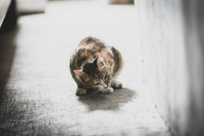 Cat sleeping on floor