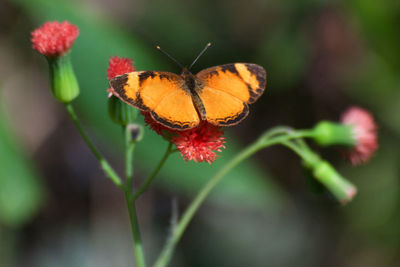 Close-up of butterfly pollinating on flower