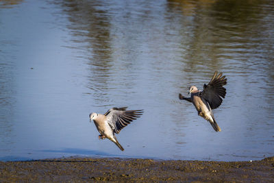 Birds flying over lake