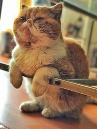 Close-up of cat sitting on table