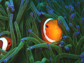 Close-up of orange fish in sea