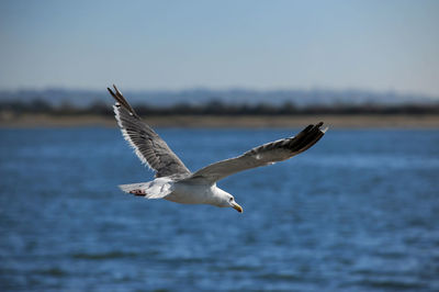 Seagulls flying over sea