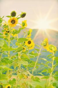 Scenic view of sunflower on field against sky