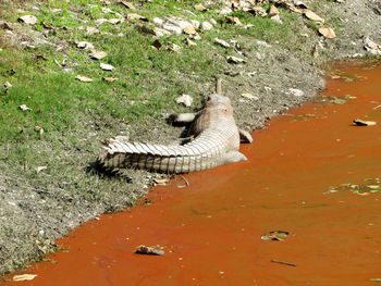 High angle view of snake swimming in lake