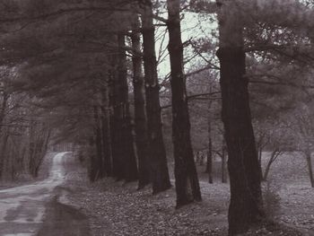 Trees in forest