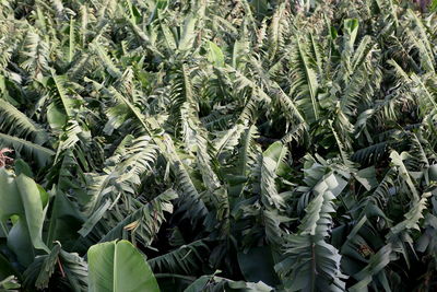 Full frame shot of crops growing on field