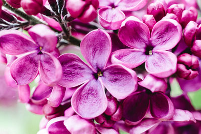 Close-up of pink flowers blooming outdoors