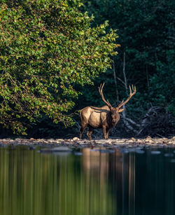 Deer standing in lake at forest