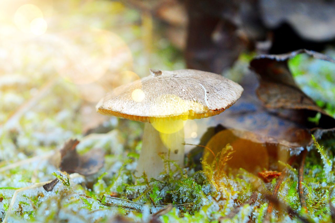 CLOSE-UP OF FLY ON MUSHROOM