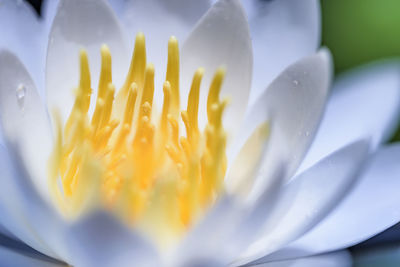 Close-up of yellow flower