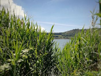 Close-up of fresh plants in farm against sky
