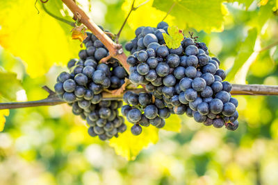 Close-up of grapes growing in vineyard