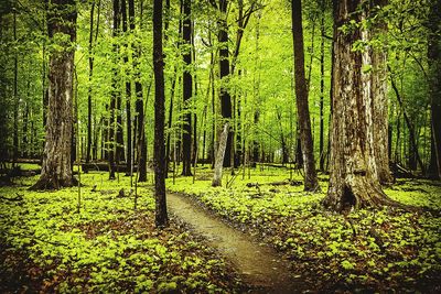 Scenic view of forest