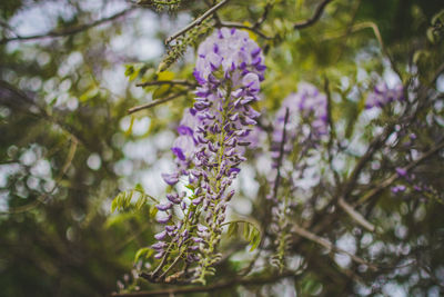 Close-up of purple flowering plant