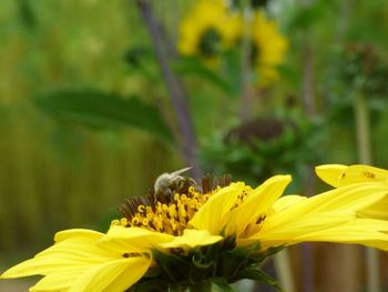 Close-up of bee on yellow flower