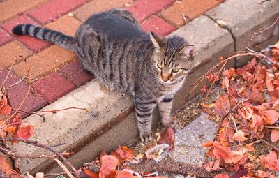 High angle view of cat