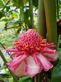 Close-up of pink flower blooming outdoors