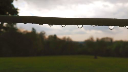 Close-up of wet grass on field during rainy season