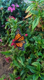 Close-up of butterfly pollinating on flower