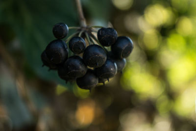 Close-up of grapes growing on plant