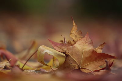 Close-up of maple leaf