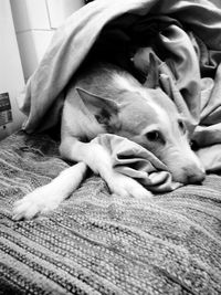 Close-up of dog relaxing