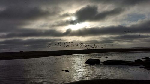 Birds flying over sea against dramatic sky