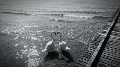 High angle view of birds in sea