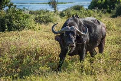 Birds perching on head of cape buffalo chewing grass