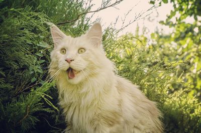 Close-up of cat on grass