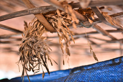 Low angle view of dry twigs on wood