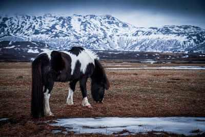 Horse grazing on field, icelandic horse with basaltic mountain behind covered in snow 