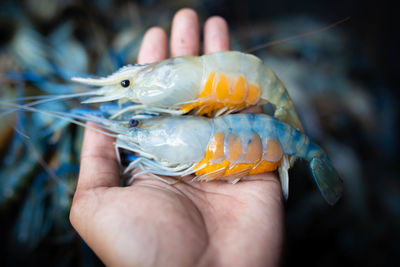 Close-up of person holding fish