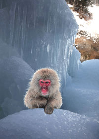 Close-up of monkey on snow