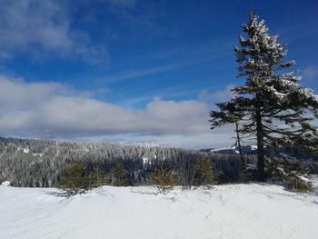 Pine trees on snow covered field against sky