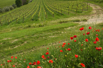 Scenic view of poppy field