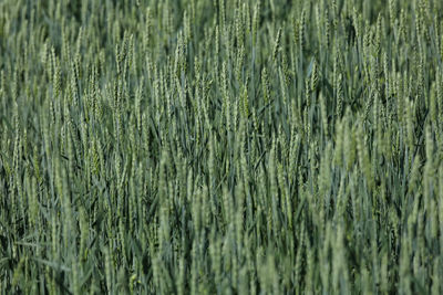 Full frame shot of wheat field